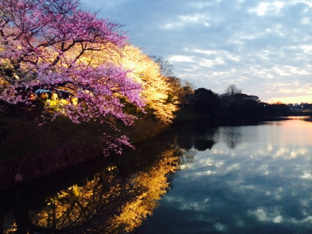 福岡城桜まつり⑤.png