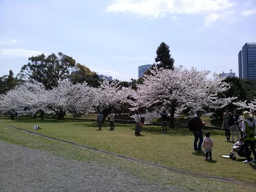 桜-中の御門前.jpg