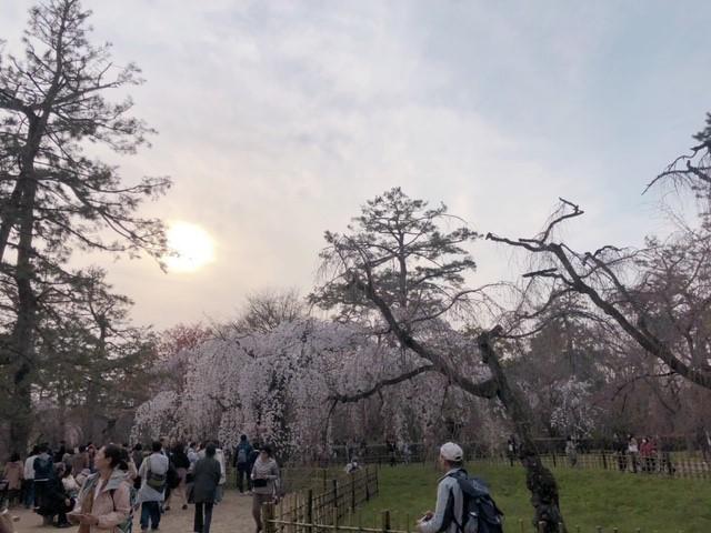御所桜.jpg