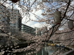 大横川桜1.jpgのサムネール画像