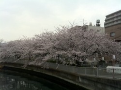 桜満開2.jpg