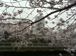桜満開6.jpg