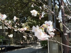 桜満開富岡八幡宮2.jpg