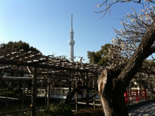 亀戸天神社梅まつり4.jpg