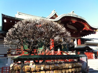 亀戸天神社梅まつり8.jpg