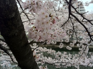 大横川桜満開20165.jpg