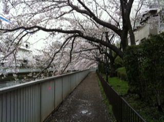 大横川桜満開201611.jpg