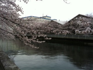 大横川桜満開201612.jpg