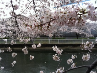 大横川桜満開201614.jpg