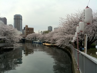 大横川桜満開20163.jpg