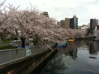 大横川桜満開20166.jpg