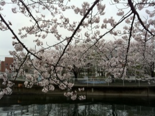 大横川桜満開20167.jpg