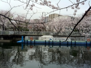 大横川桜満開20168.jpg