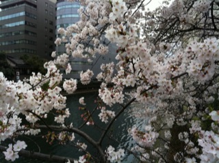 日本橋水門桜.jpg