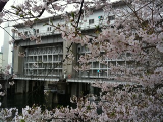 日本橋水門桜2.jpg