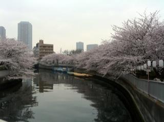 桜満開1.jpg