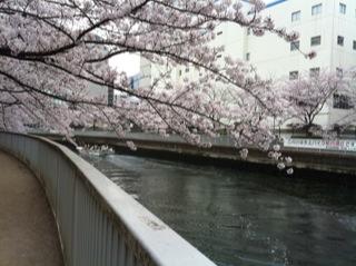桜満開5.jpg