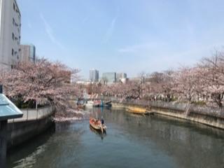 大横川の桜20171.jpg