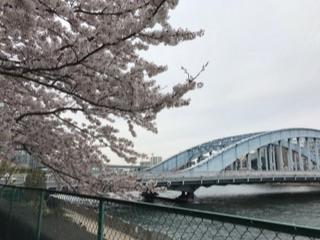 隅田川の桜20175.jpg