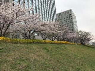 隅田川の桜20171.jpg