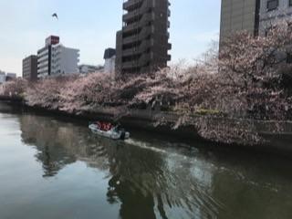 大横川の桜20173.jpg