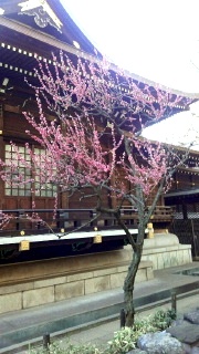 家×桜2.jpg