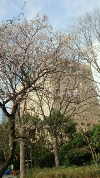 都庁×桜.jpg