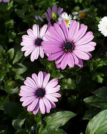 osteospermum.jpg