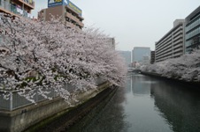 sakura 028.jpg