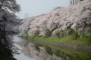 sakura01.jpg