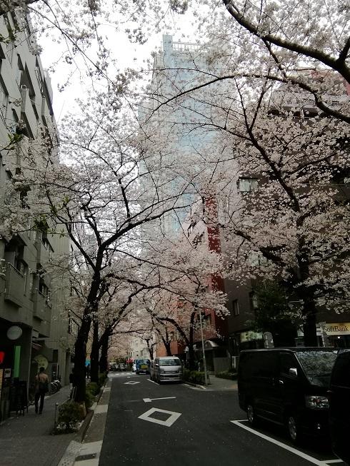 五反田駅周辺の桜.jpg