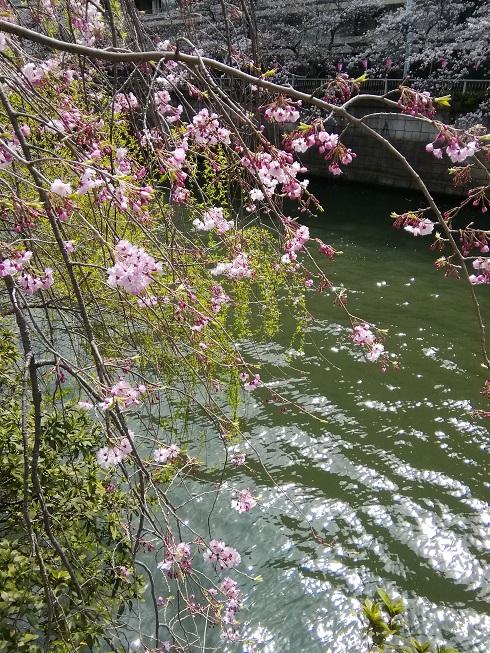 目黒川の桜３.jpg