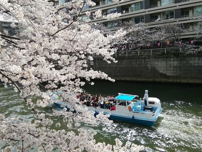 目黒川の桜２.jpg