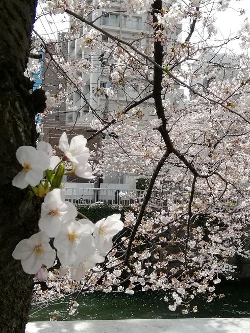 目黒川の桜１.jpg