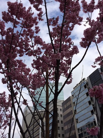 桜.jpgのサムネール画像