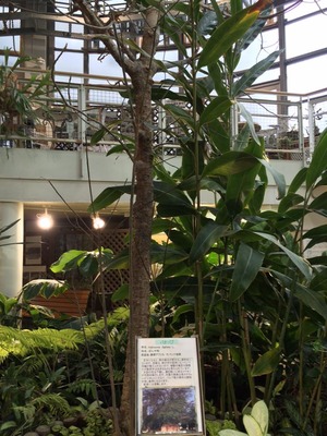 植物センターメインの木.jpg