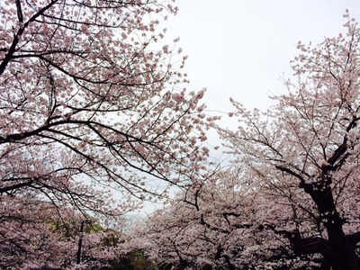 代々木公園桜.jpg