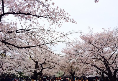代々木公園桜①.jpg