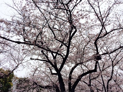 代々木公園桜②.jpg