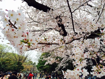 代々木公園桜④.jpg