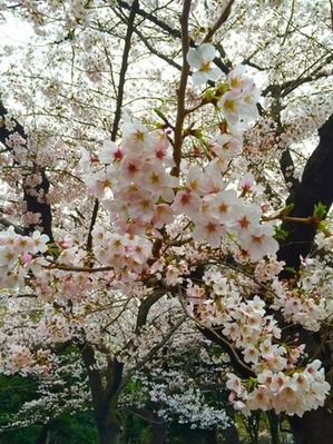 代々木公園桜⑤.jpgのサムネール画像のサムネール画像