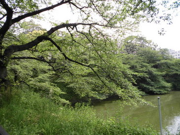 13.05月千鳥が渕 001.jpg