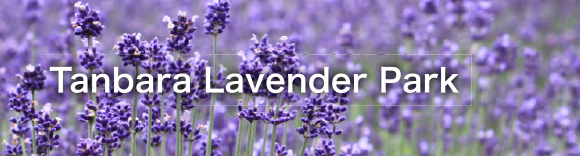 Tanbara Lavender Park