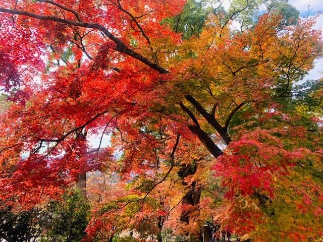 竈門神社②.jpg