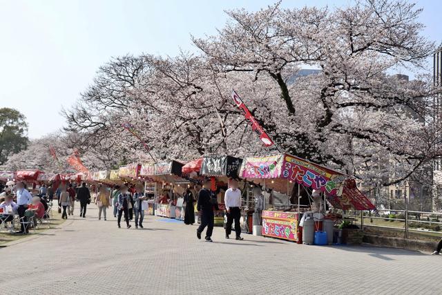 sakura yatai.jpg