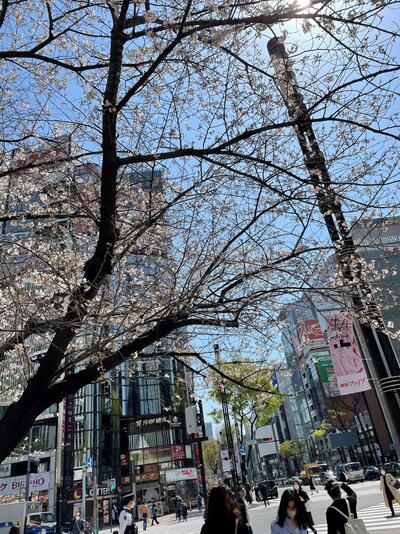 桜銀座駅前.jpg