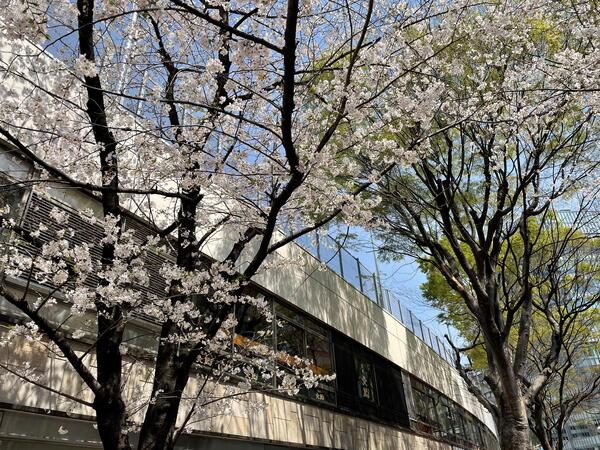 桜銀座駅前2.jpg