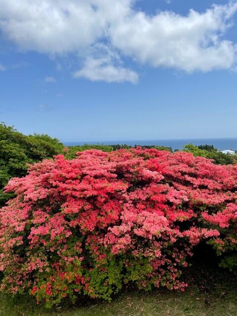 恵山つつじ.jpg