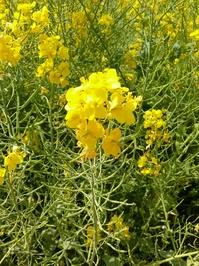 浜離宮菜の花UP.jpg