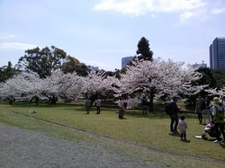 浜離宮：桜並木３.jpgのサムネール画像